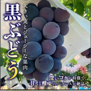 ふるさと納税 山梨市 【発送月固定定期便】桃2...の詳細画像2