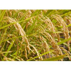 ふるさと納税 川西町 【発送月固定定期便】雪若...の詳細画像2