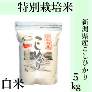 新潟県産 こしひかり 5kg 特別栽培米 白米 ごはん ご飯 送料無料 コシヒカリ｜y-gift