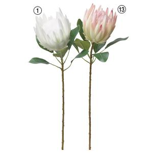 日限定10 ドライ コアトレーディング キング プロテア 1本 ナチュラル