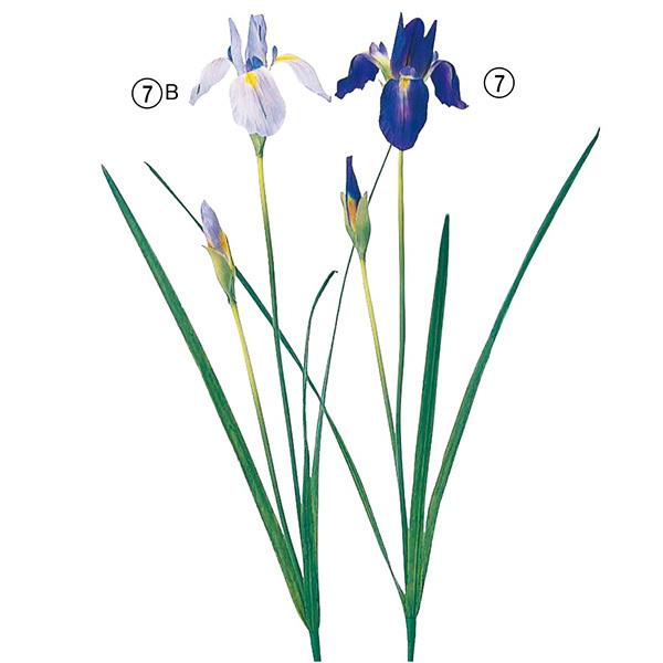 【ポイント5倍中 6/11 9:59迄】 造花 とりよせ品 Asca(アスカ) アイリス×2 杜若 ...