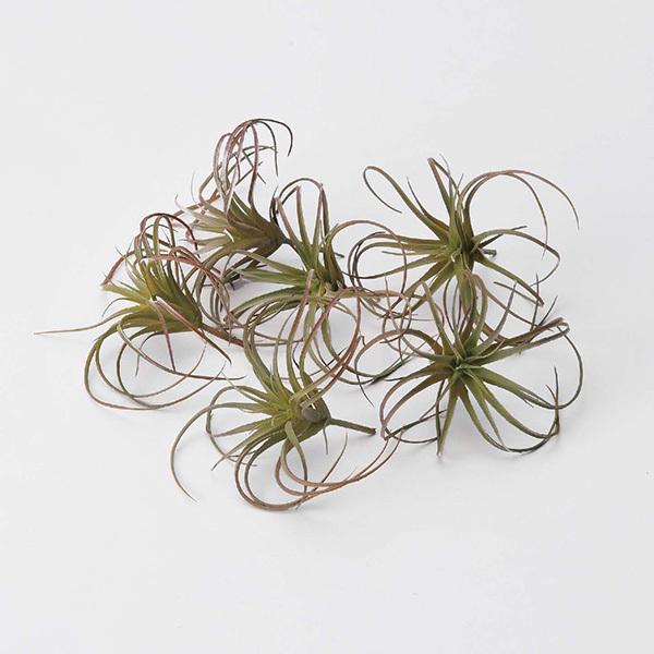 造花 グリーン 多肉植物 とりよせ品 ☆エアプランツ (1袋6本入) エアプランツ サッカレンテン ...