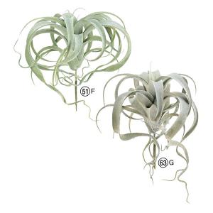 造花 グリーン 多肉植物 とりよせ品 キセログラフィカ エアプランツ サッカレンテン サボテン インテリア フェイク グリーン 花材 アスカ ASCA アスカ商会