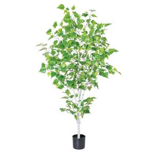 《 フェイクグリーン 観葉植物 》 ◆とりよせ品◆Asca(アスカ) 【メーカー直送品】 バーチツリーポット 122cm 《代引不可・他商品との同梱不可》 観葉植物｜y-hanabishi