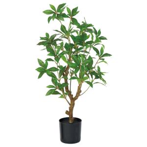 【P5倍中 6/3 9:59まで】 フェイクグリーン 観葉植物 とりよせ品 アセビ（ポット付） アセビ 馬酔木 あせび 人工観葉 インテリア アスカ ASCA アスカ商会｜造花ドライフラワー専門問屋花びし