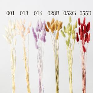 ドライフラワー 花材 とりよせ品 ラグラス スワ...の商品画像