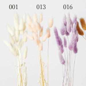 ドライフラワー 花材 とりよせ品 ラグラス ス...の詳細画像1