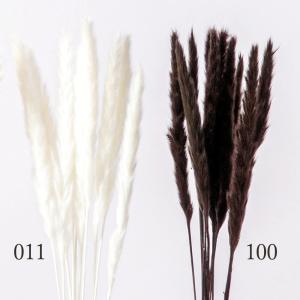 ドライフラワー 花材 とりよせ品 ミニテールリ...の詳細画像2