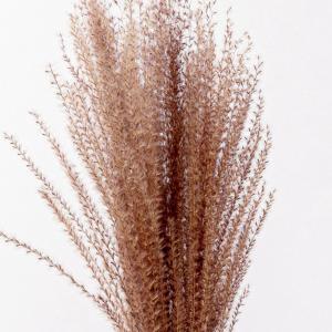 ドライフラワー 花材 とりよせ品 ススキ 花材...の詳細画像1