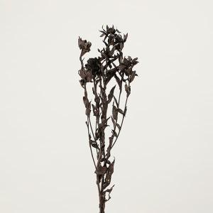 ドライフラワー 花材 とりよせ品 ベニバナ ブラ...の商品画像