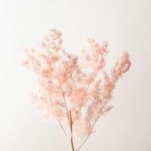 《ドライフラワー 花材》とりよせ品Asca(アスカ) ミリオグラタス
