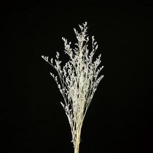 ドライフラワー 花材 とりよせ品 カスピア クリ...の商品画像