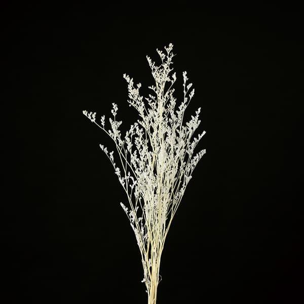 【P5倍中 12/02 09:59迄】 ドライフラワー 花材 とりよせ品 カスピア クリームホワイト...