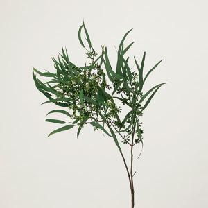 ドライフラワー 花材 とりよせ品 ユーカリ(細葉...の商品画像