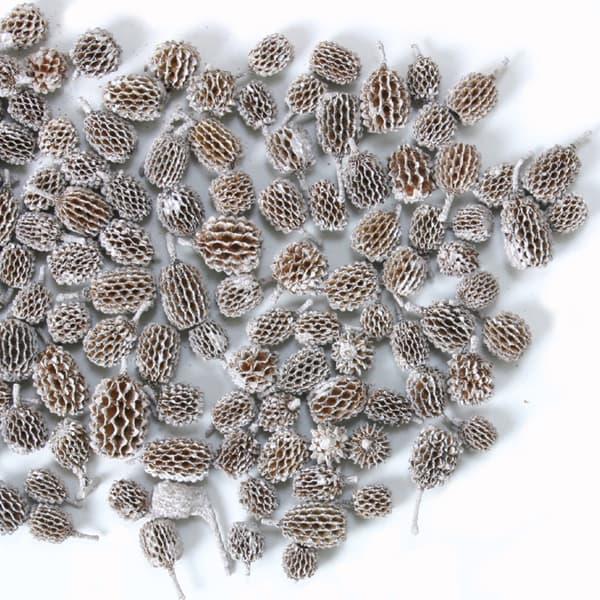 ドライフラワー 花材 即日出荷 カスリナコーン 80g スノー 木の実 フルーツ 果実 ナッツ ドラ...