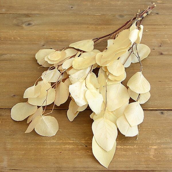 ドライフラワー 花材 即日出荷 ポプルス サラシ 葉 リーフ ドライフラワー スワッグ ブーケ ドラ...