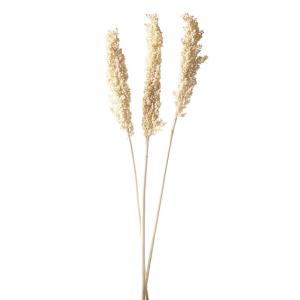 ドライフラワー 花材 即日出荷 ホワイトコーン(ソルゴ) サラシ※ ドライフラワー スワッグ ブーケ ドライフラワー花束 リース 花材 卸 コアトレーディング｜造花ドライフラワー専門問屋花びし