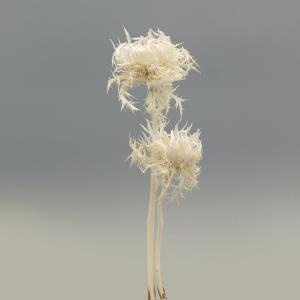 ドライフラワー 花材 即日出荷 ルリタマアザミHL ナチュラル 素材 材料