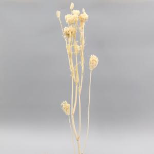 P5倍中 12/02 09:59迄】 ドライフラワー 花材 即日出荷 サルフレア