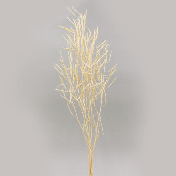 ドライフラワー 花材 即日出荷 【45%OFF】 キャノーラ (在庫限り) サラシ 花材 素材 材料...