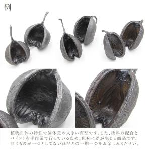 ドライフラワー 花材 即日出荷 ブッダナッツ ...の詳細画像4