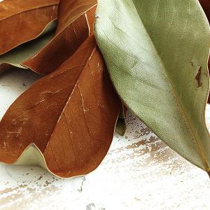 ドライフラワー 花材 即日出荷 マグノリアリー...の詳細画像1