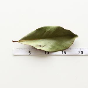 ドライフラワー 花材 即日出荷 マグノリアリー...の詳細画像2