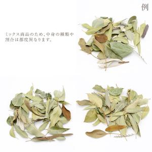 ドライフラワー 花材 即日出荷 ナチュラルリー...の詳細画像3