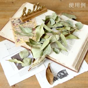 ドライフラワー 花材 即日出荷 ナチュラルリー...の詳細画像4