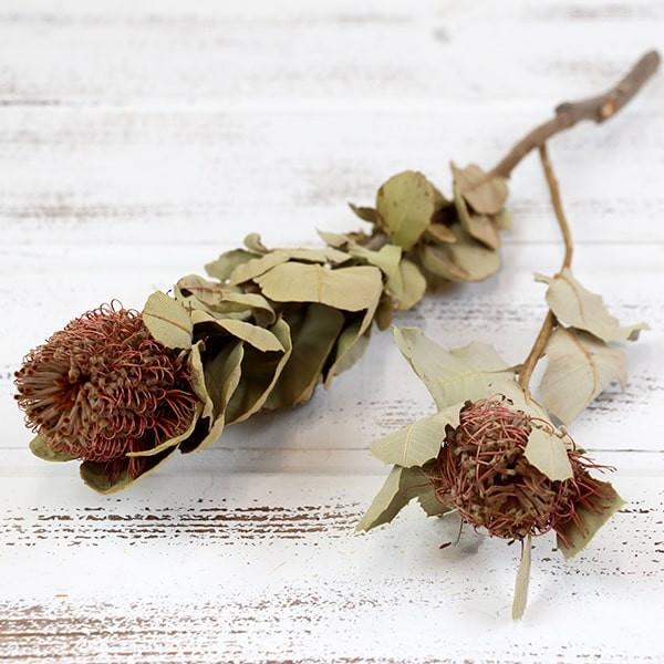 【P5倍中 12/02 09:59迄】 ドライフラワー 花材 即日出荷 バンクシア・ココシネア ナチ...