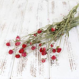 ドライフラワー 花材 即日出荷 センニチコウ ストロベリー 千日紅 ドライフラワー スワッグ ブーケ ドライフラワー花束 リース 花材 コアトレーディング