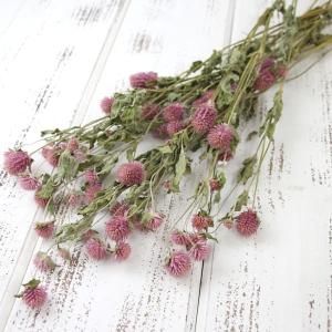 ドライフラワー 花材 即日出荷 ルリタマアザミHL ナチュラル 素材 材料
