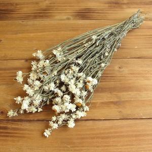 《ドライフラワー 花材》出荷Coretrading アンモビューム・ナチュラル
