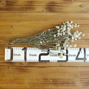 ドライフラワー 花材 即日出荷 アンモビューム...の詳細画像2