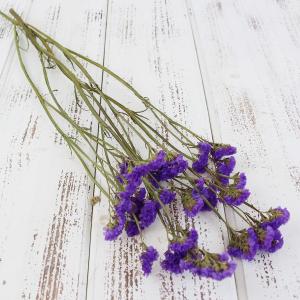 ドライフラワー 花材 即日出荷 スターチス パー...の商品画像