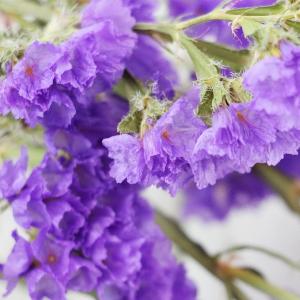 ドライフラワー 花材 即日出荷 スターチス パ...の詳細画像1
