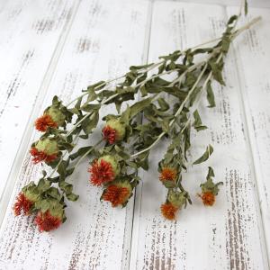 ドライフラワー 花材 即日出荷 FM小麦 オフホワイト 麦 小麦 少量