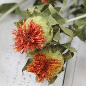 ドライフラワー 花材 即日出荷 紅花・ナチュラ...の詳細画像1