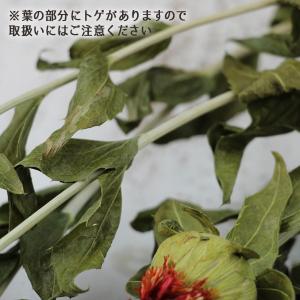 ドライフラワー 花材 即日出荷 紅花・ナチュラ...の詳細画像2