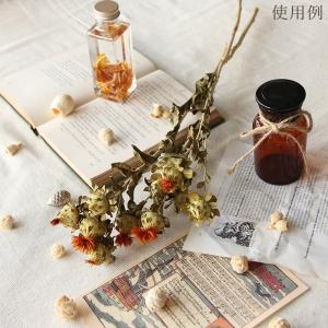 ドライフラワー 花材 即日出荷 紅花・ナチュラ...の詳細画像5