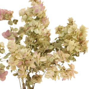 ドライフラワー 花材 即日出荷 オレガノケント...の詳細画像1