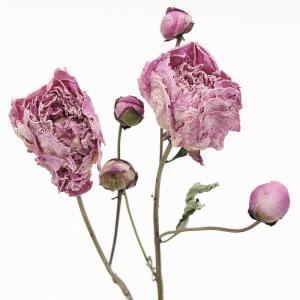 ドライフラワー 花材 即日出荷 ピオニー ナチ...の詳細画像1