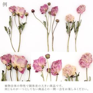 ドライフラワー 花材 即日出荷 ピオニー ナチ...の詳細画像3