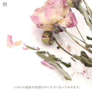 ドライフラワー 花材 即日出荷 ピオニー ナチ...の詳細画像4