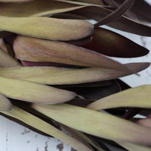 ドライフラワー 花材 即日出荷 LDサファリサ...の詳細画像1