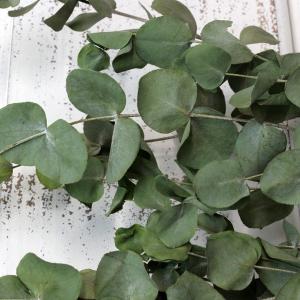 ドライフラワー 花材 即日出荷 ユーカリ・ドラ...の詳細画像1