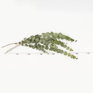 ドライフラワー 花材 即日出荷 ユーカリ・ドラ...の詳細画像2