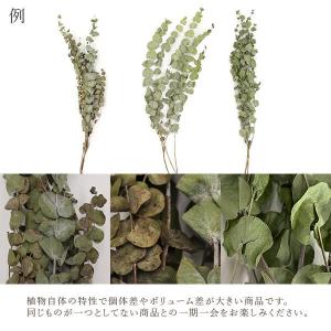 ドライフラワー 花材 即日出荷 ユーカリ・ドラ...の詳細画像3