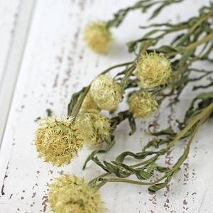ドライフラワー 花材 即日出荷 セントーレア・...の詳細画像1