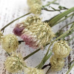 ドライフラワー 花材 即日出荷 セントーレア・...の詳細画像2